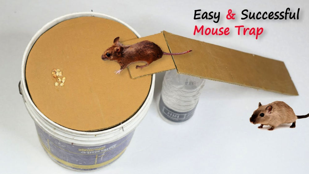 Homemade Mouse Trap (15 DIY Rat Traps that Really Work)