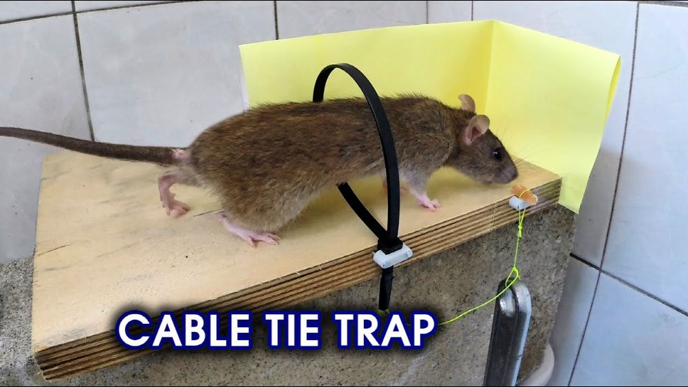 Best Homemade Mouse Trap Ideas That Really Work