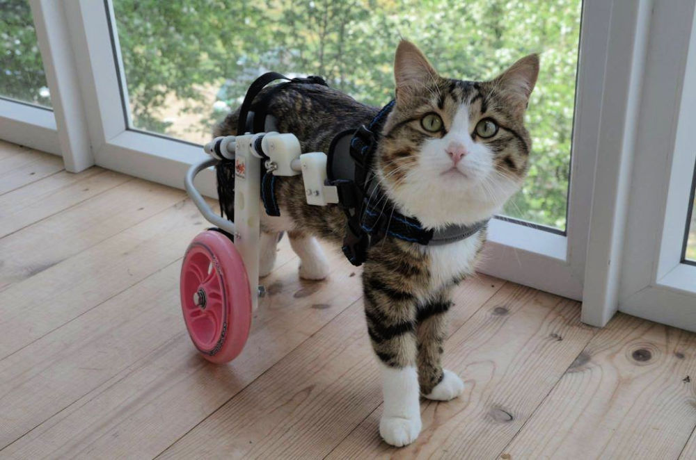 10 Diy Cat Wheelchair Ideas For Disabled Cats