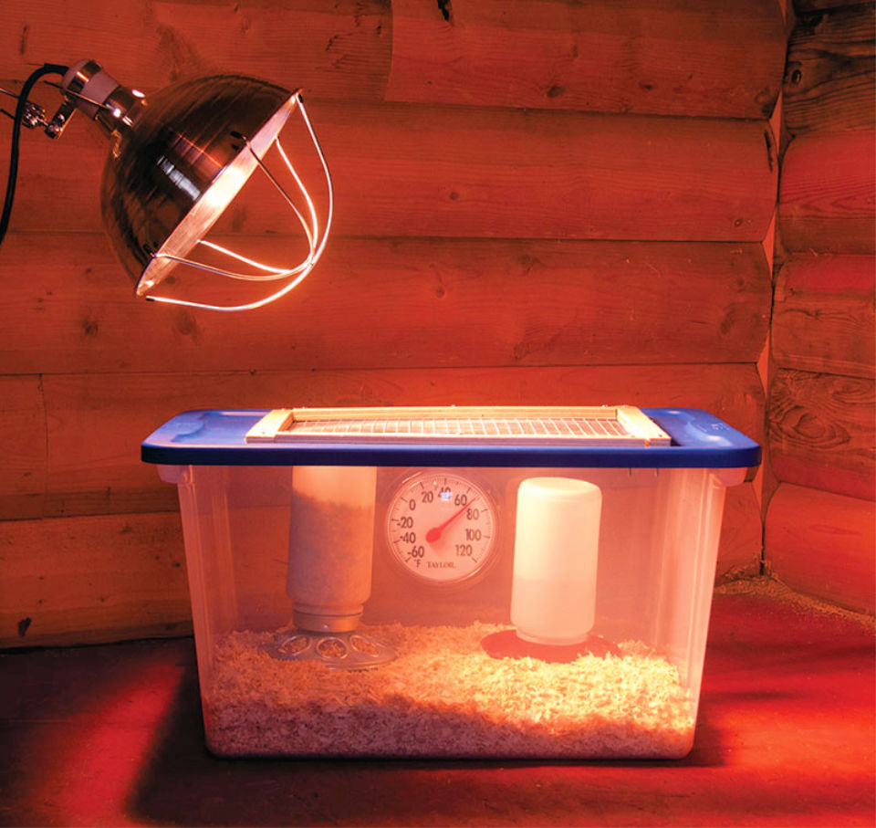 15 Easy DIY Chicken Brooder Ideas and Plans to Make