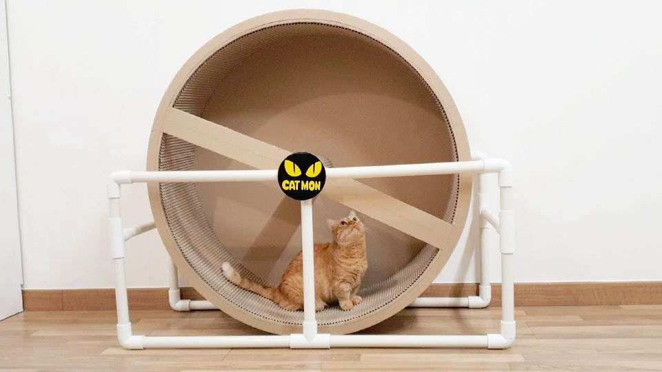 giant cat wheel