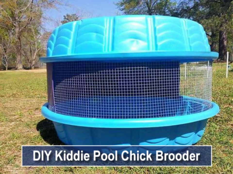 15 Easy DIY Chicken Brooder Ideas and Plans to Make