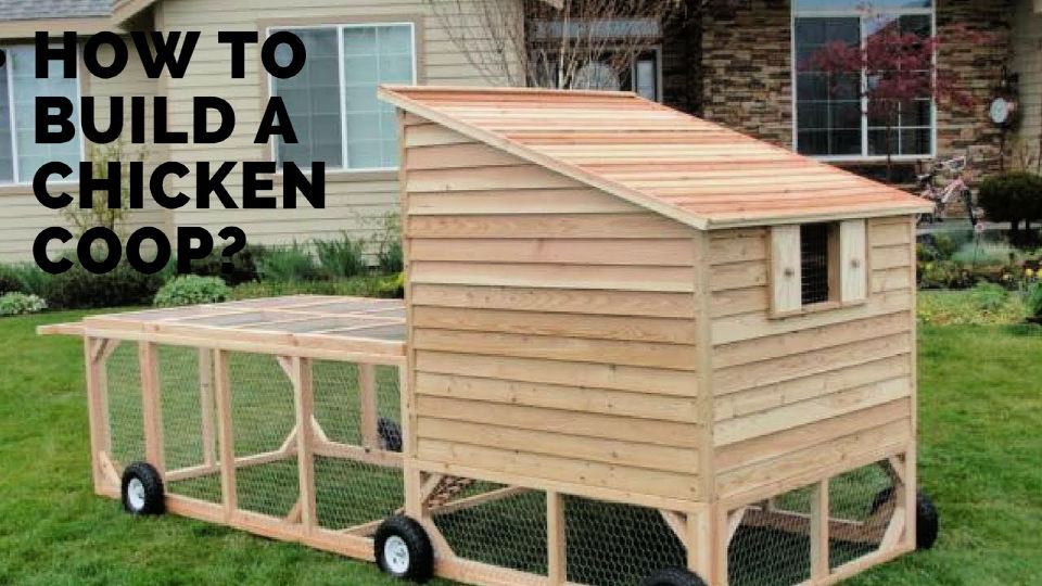 10 Free Portable Chicken Coop Plans Its Overflowing