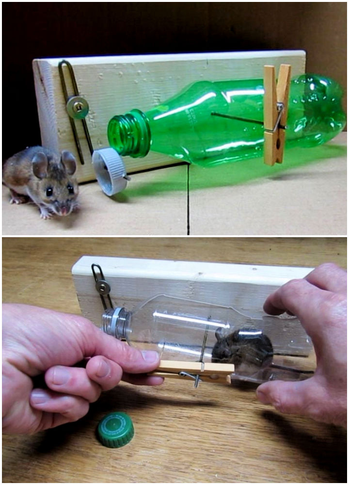 mouse traps that work the best