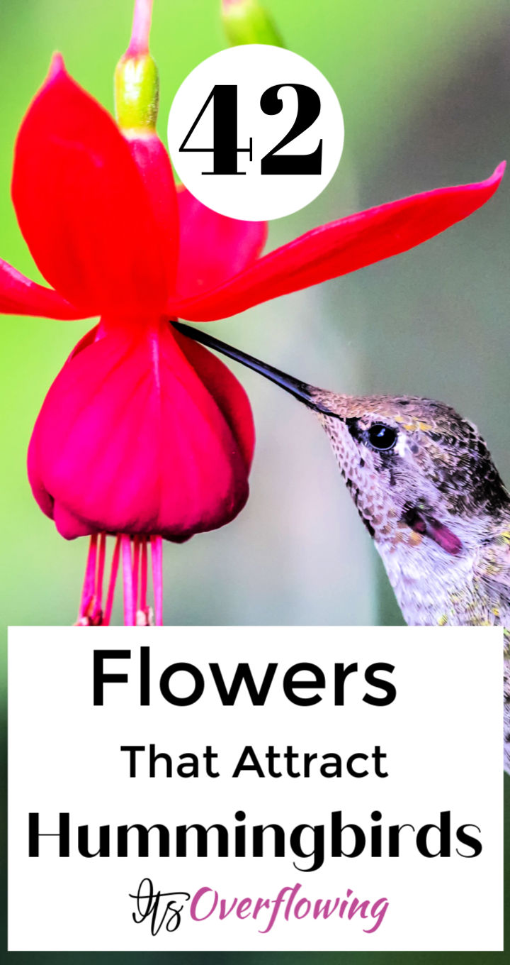 42 Hummingbird Flowers That Can Attract Them To Your Garden