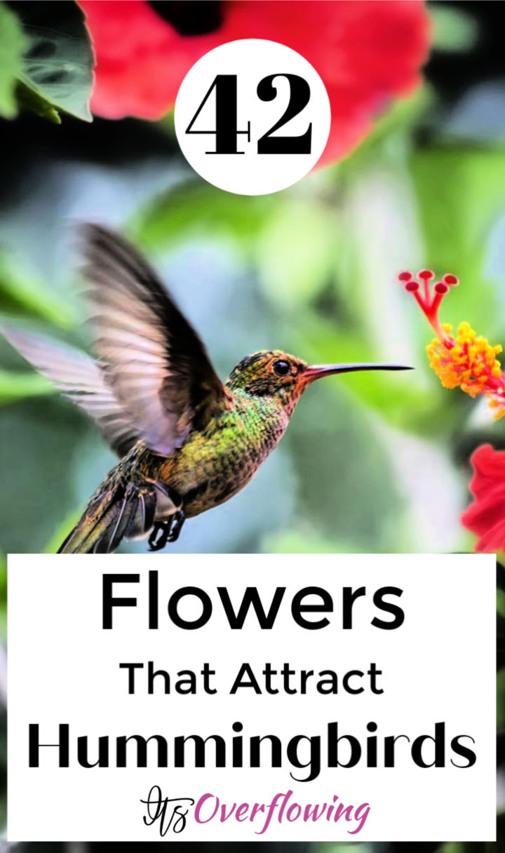 42 Hummingbird Flowers That Can Attract Them To Your Garden