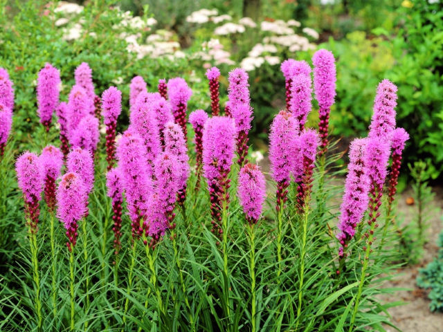 42 Hummingbird Flowers That Can Attract Them To Your Garden