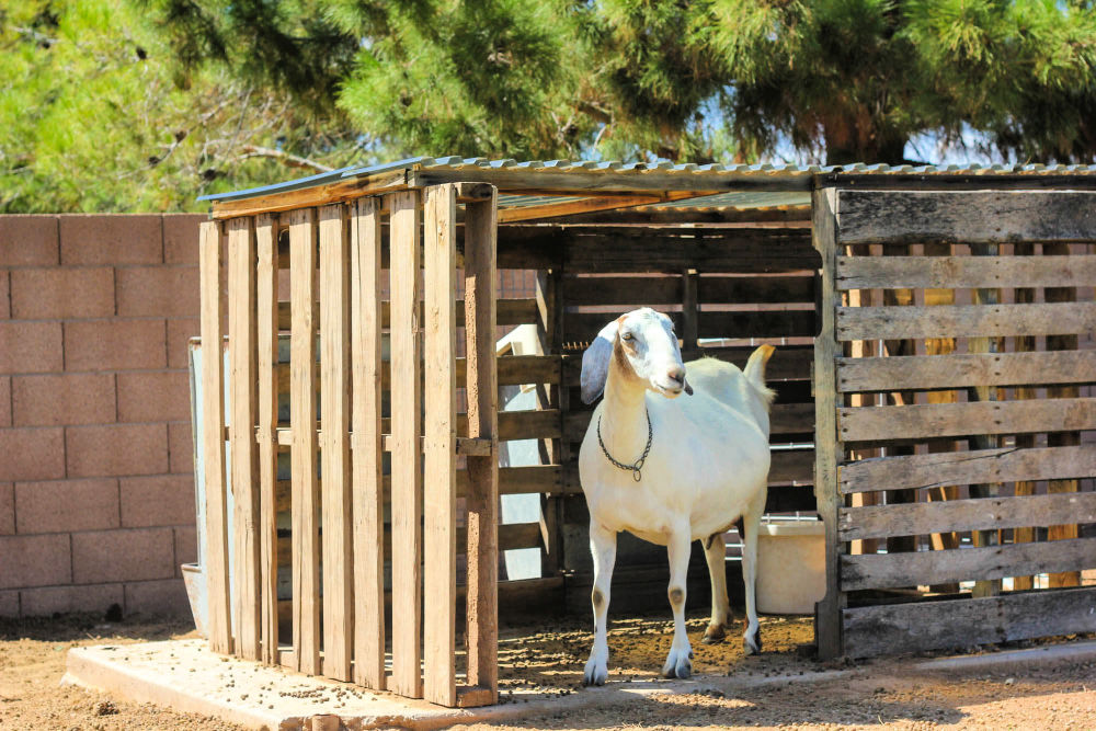 15 Free DIY Goat Shelter Plans Simple Goat Shed Plans