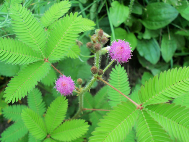 42 Hummingbird Flowers That Can Attract Them To Your Garden