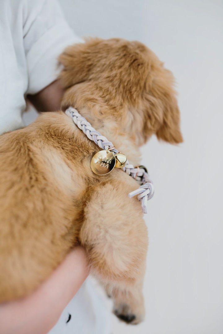 10-stuning-diy-dog-collar-ideas-you-will-love-see-more-fallinpets