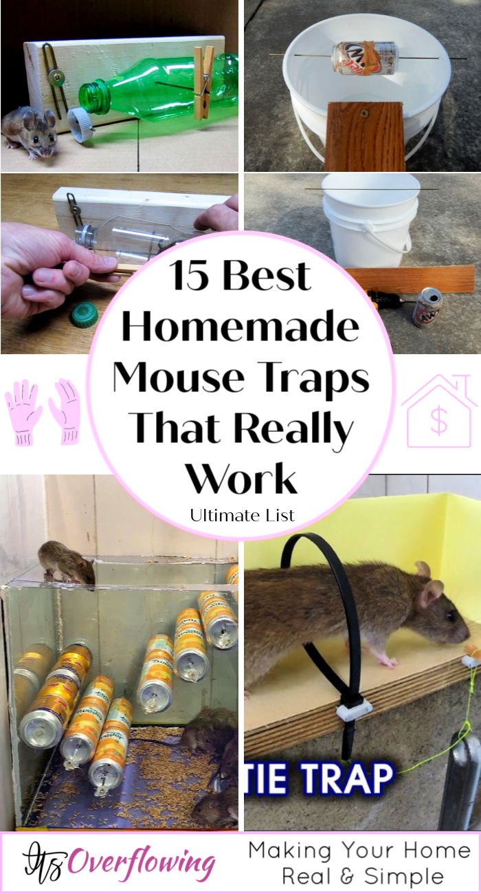 Best Homemade Mouse Trap Ideas That Really Work