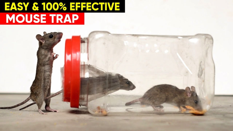 Homemade Mouse Trap (15 DIY Rat Traps that Really Work)