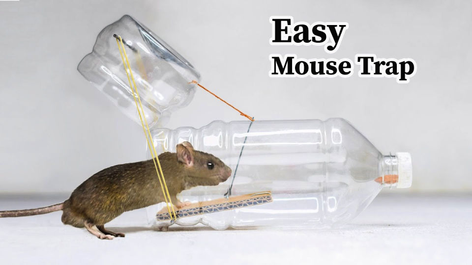 Homemade Mouse Trap (15 DIY Rat Traps that Really Work)